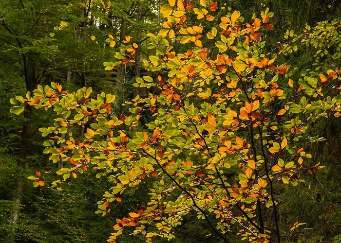 Silva Apartahotel 3*