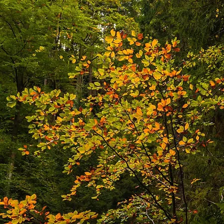 Silva アパートホテル 3*